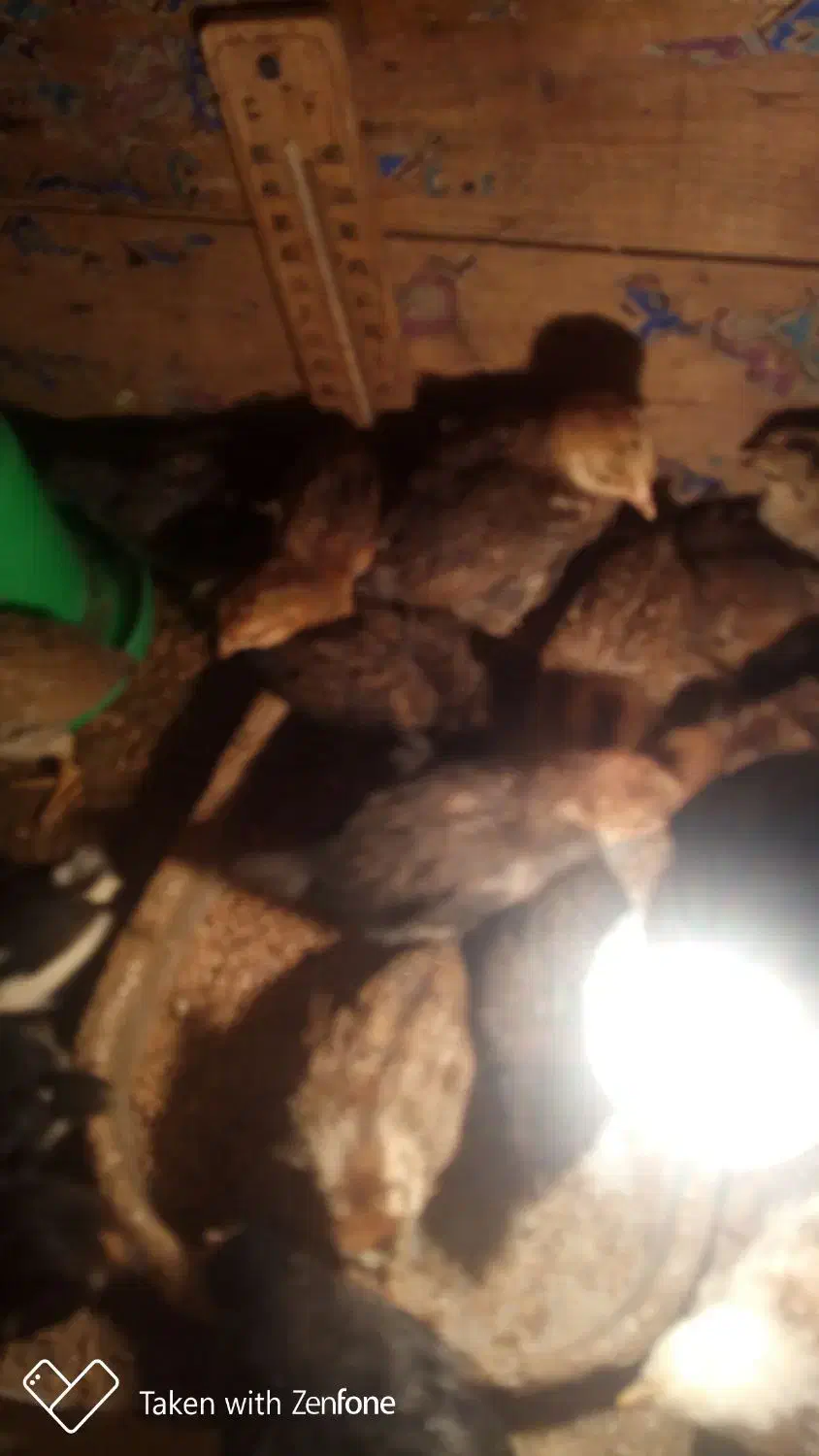 جوجه مرغ|حیوانات مزرعه|درمیان, |دیوار