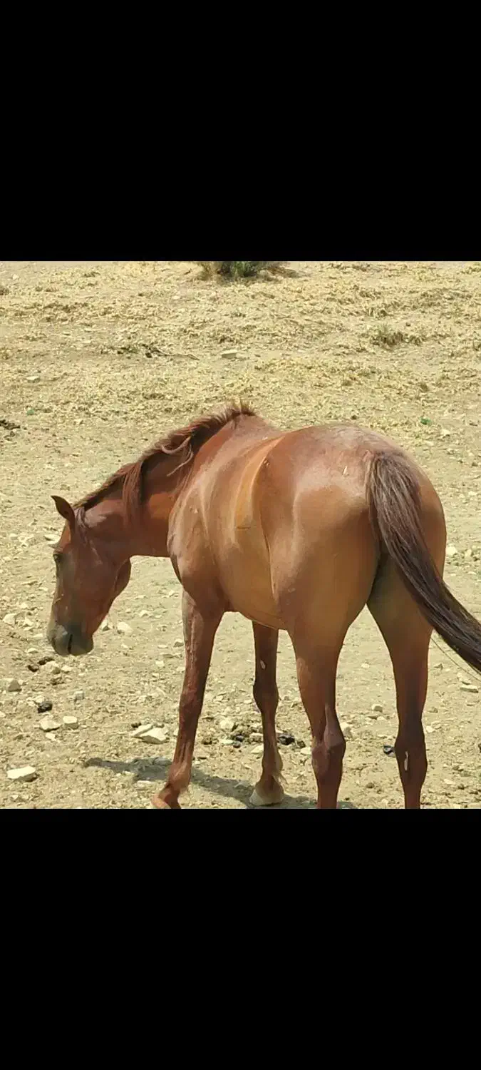 مادیان فروشی|اسب و تجهیزات اسبسواری|کلاشی, |دیوار