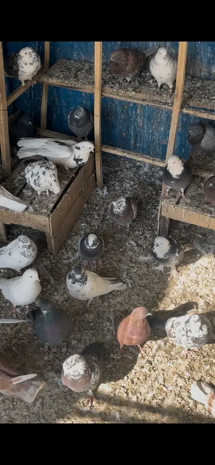 کبوتر پرشی محلات|پرنده|محلات, |دیوار