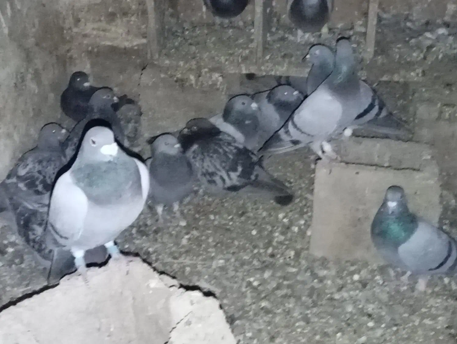 مرغ عشق|پرنده|یاسوج, |دیوار