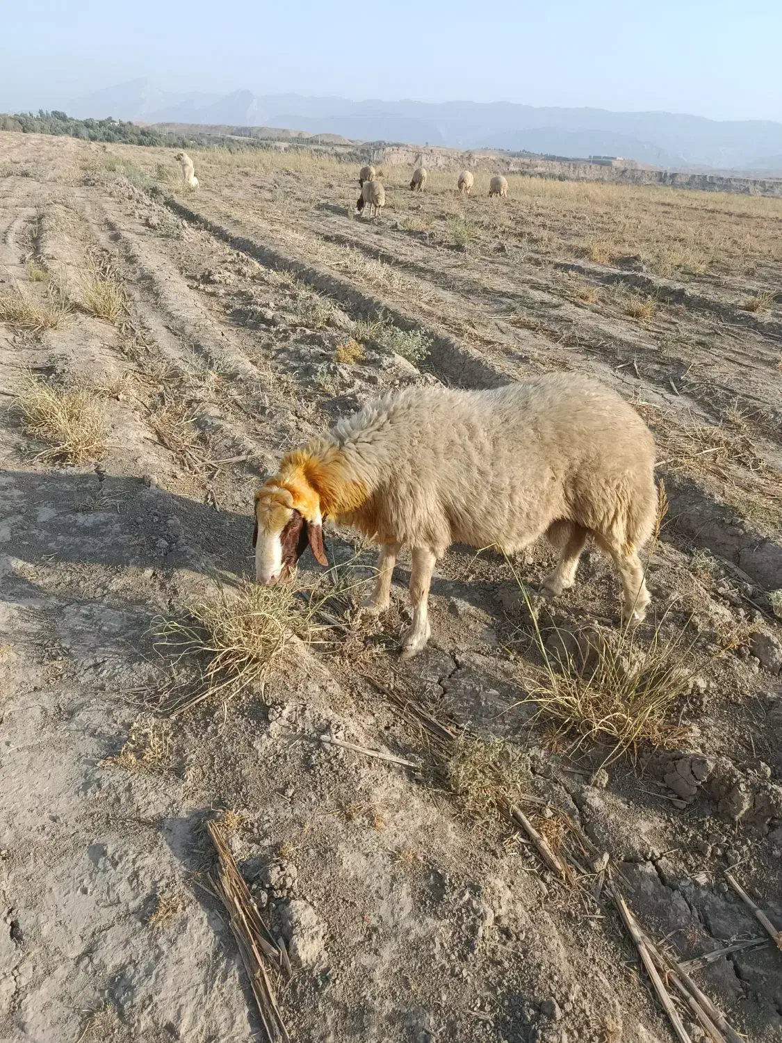 شک وزن سنجابی|حیوانات مزرعه|دره شهر, |دیوار