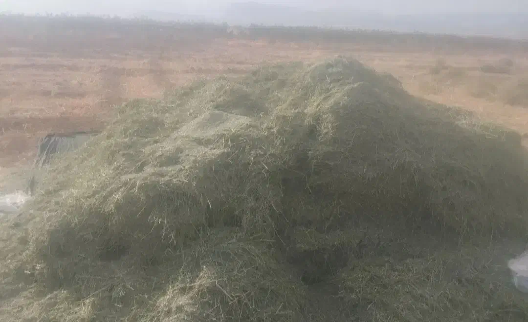 فروش یونجه انباری|لوازم جانبی حیوانات|فسا, |دیوار