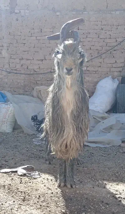 دوبر، پازن، پیشرو|حیوانات مزرعه|دهاقان, |دیوار