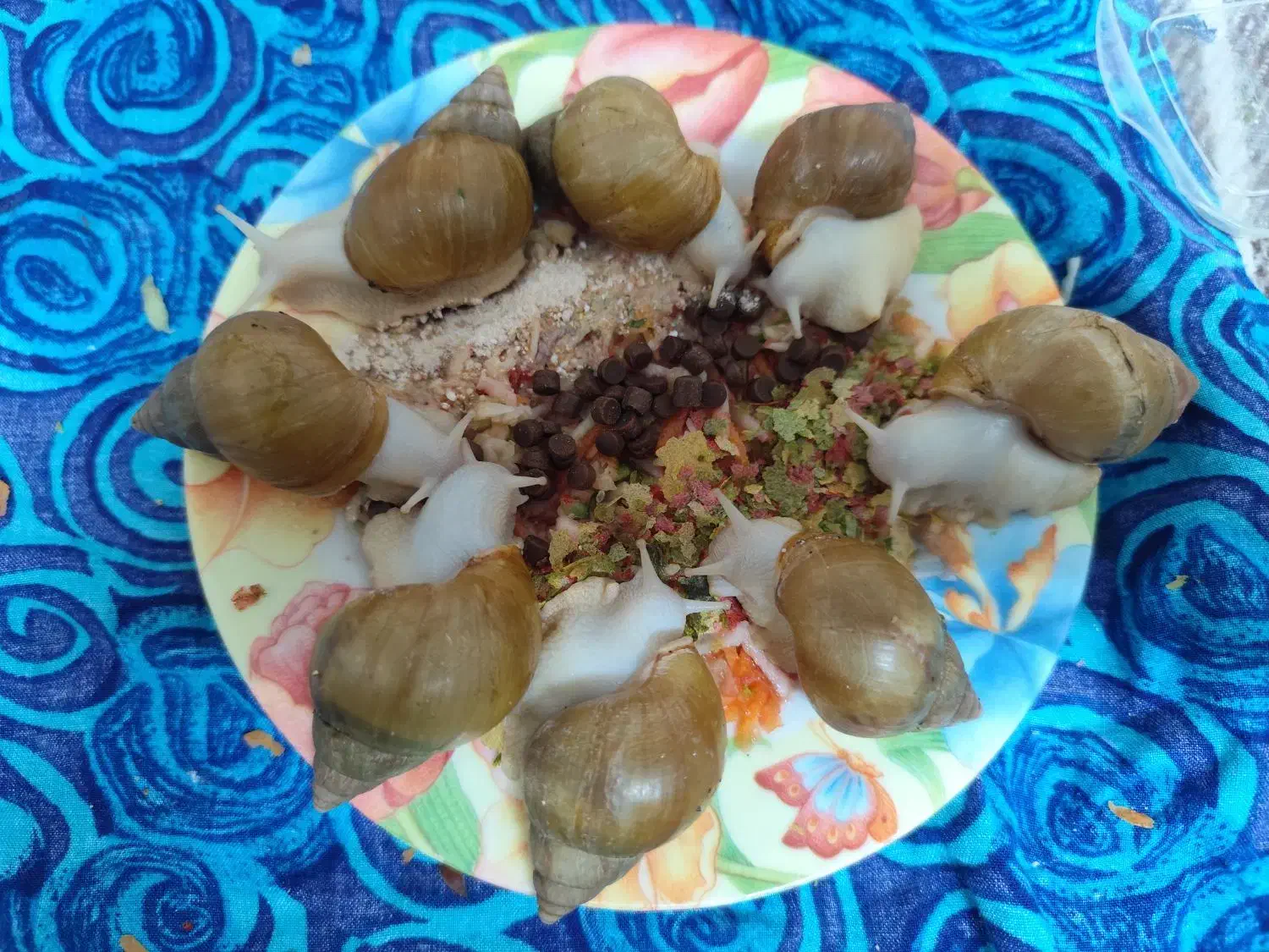 حلزون|خزنده|شیراز, شاهچراغ|دیوار