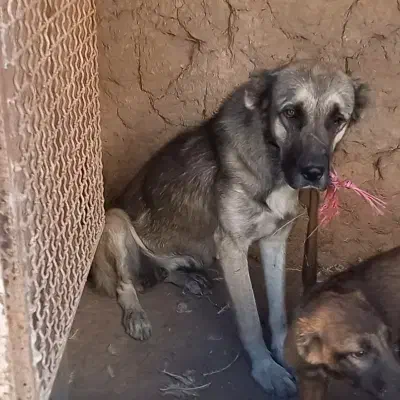 سرابی خالص|سگ|سراب, |دیوار