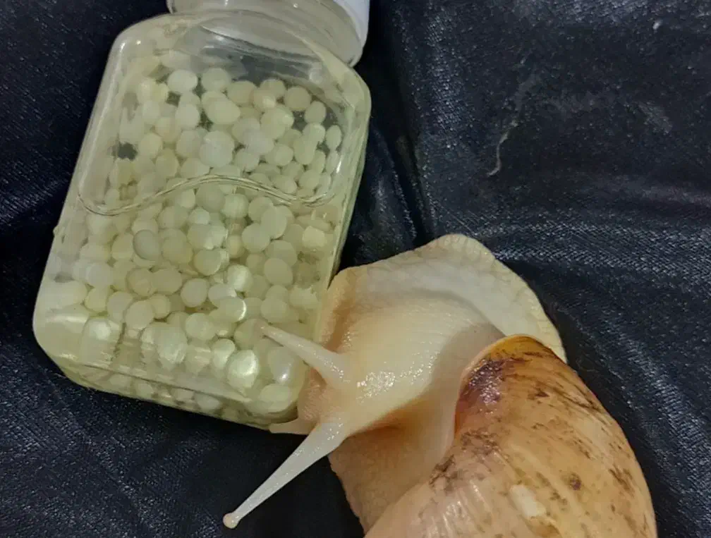 خاویار حلزون تخم حلزون|آرایشی، بهداشتی، درمانی|ماهان, |دیوار