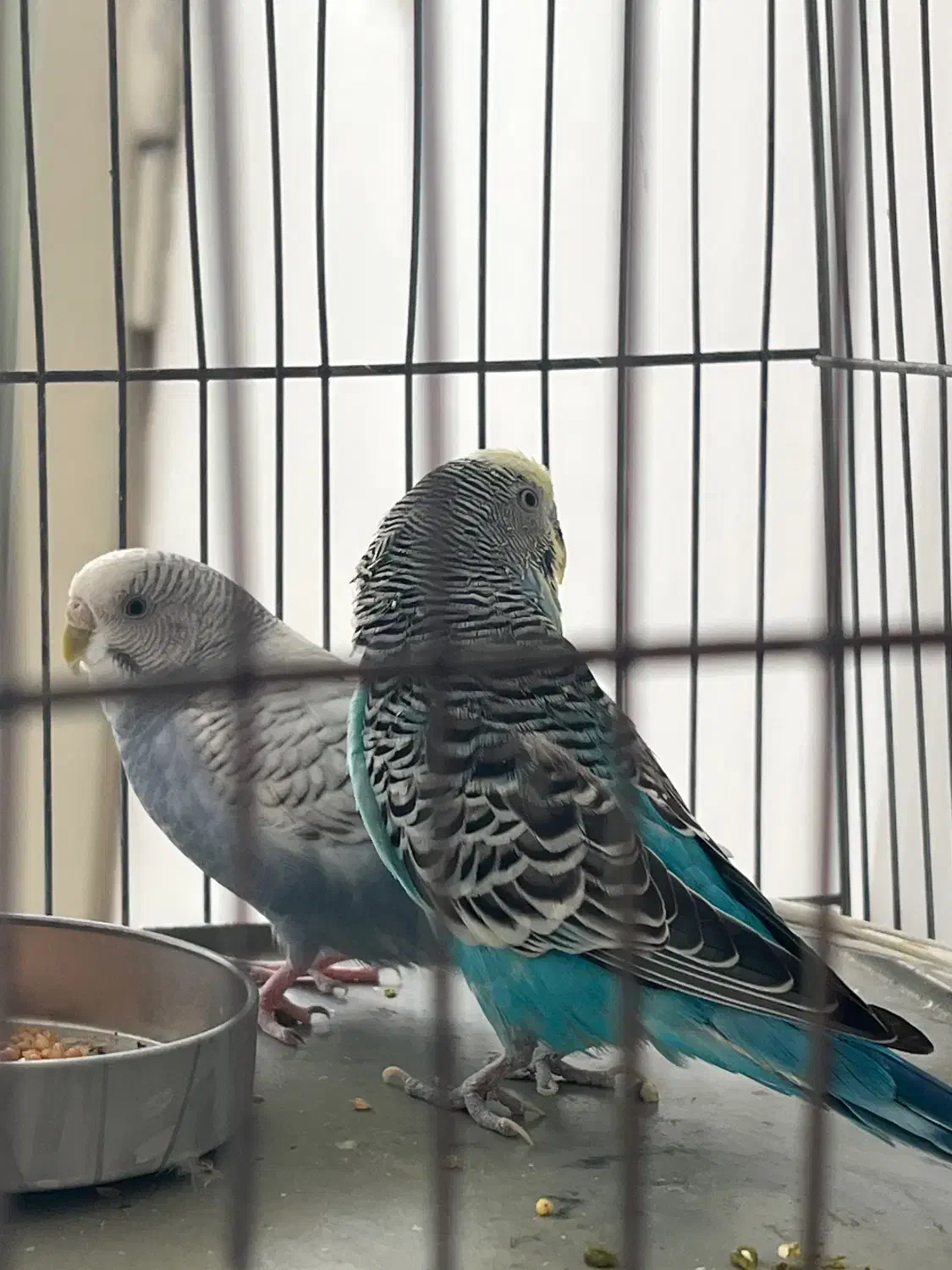 مرغ عشق|پرنده|پیرانشهر, |دیوار