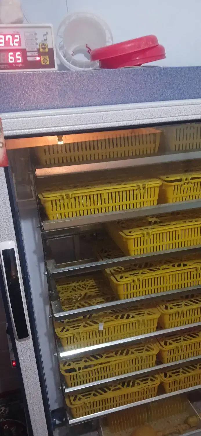 دستگاه جوجه کشی تمام اتو ماتیک|لوازم جانبی حیوانات|سروستان, |دیوار