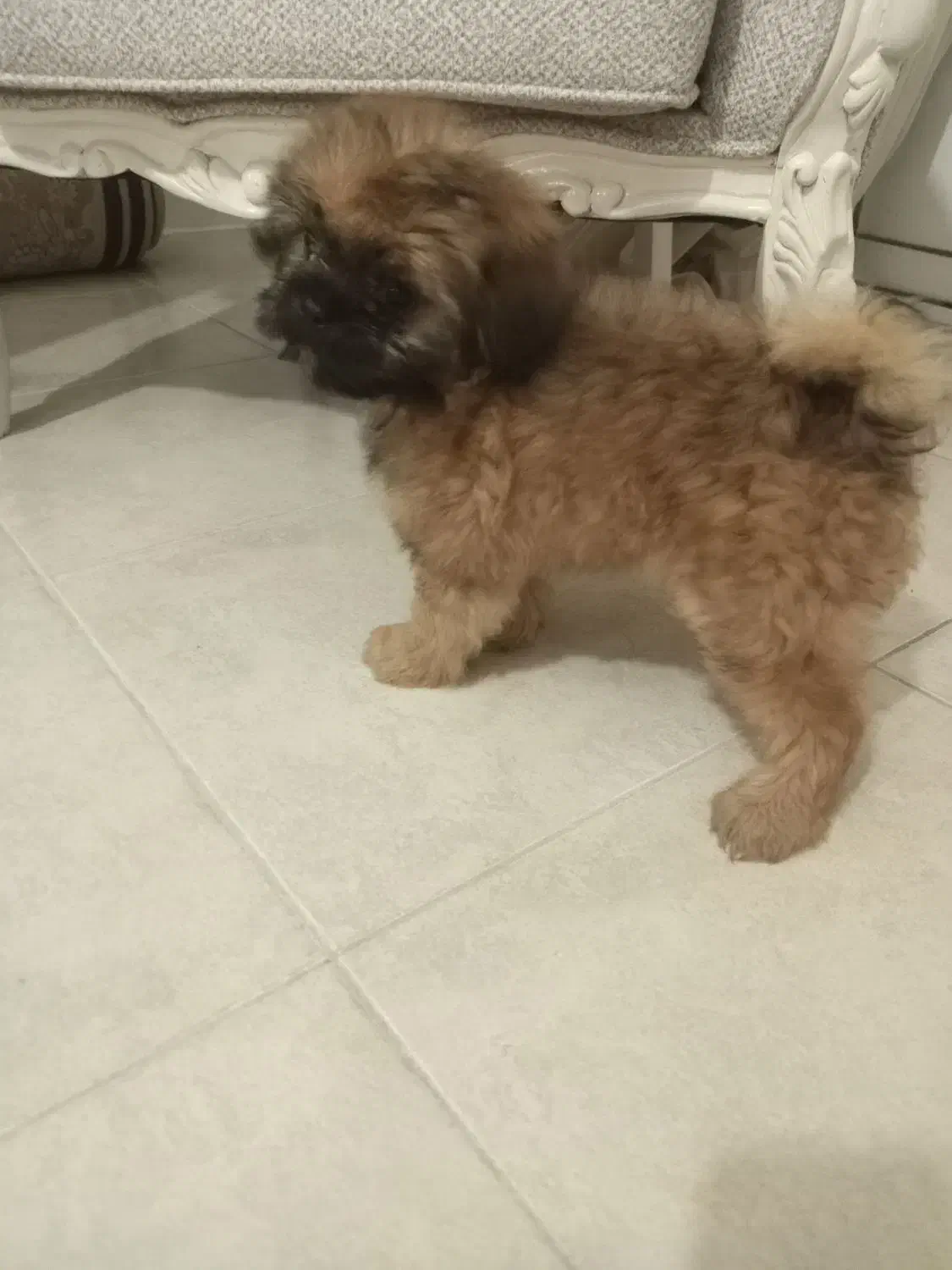 فروش سگ شیتزو فلت|سگ|چالوس, |دیوار