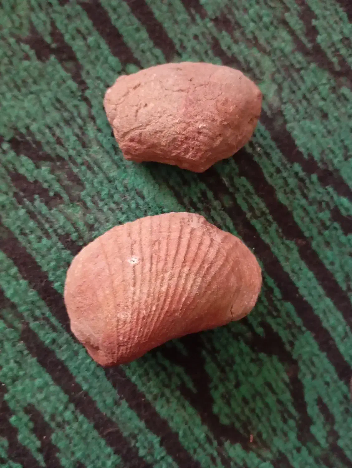 فسیل صدف|کلکسیون و سرگرمی|راور, |دیوار