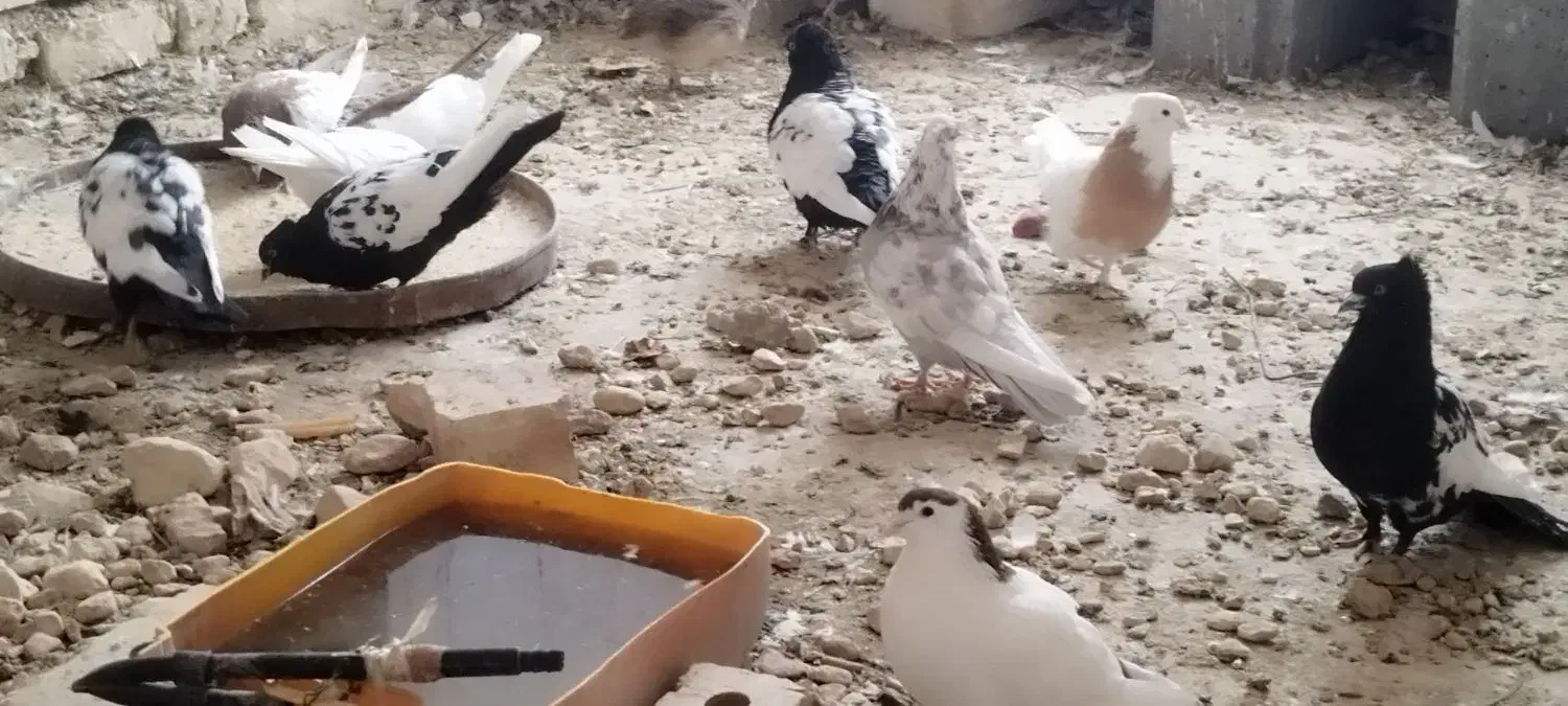 فروش تعدادی کبوتر سینه سیاه|پرنده|ششده و قره بلاغ, |دیوار