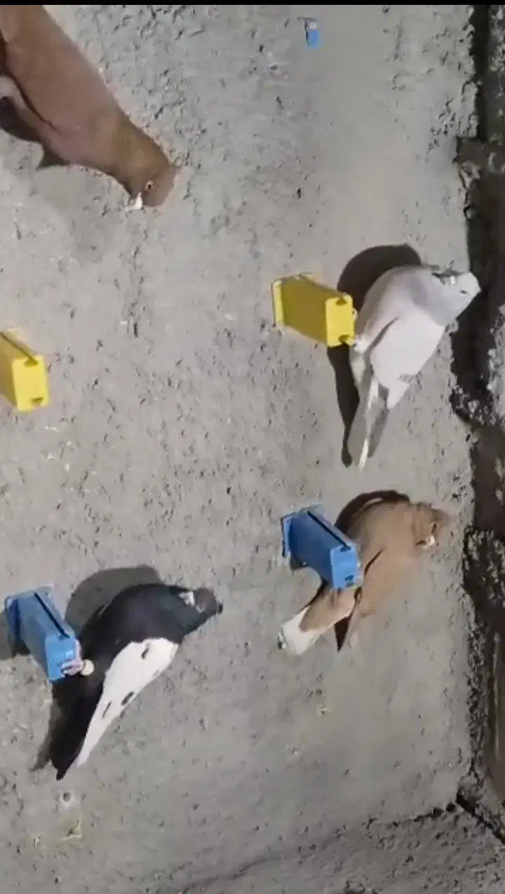 کبوتر رنگی|پرنده|بوشکان, |دیوار