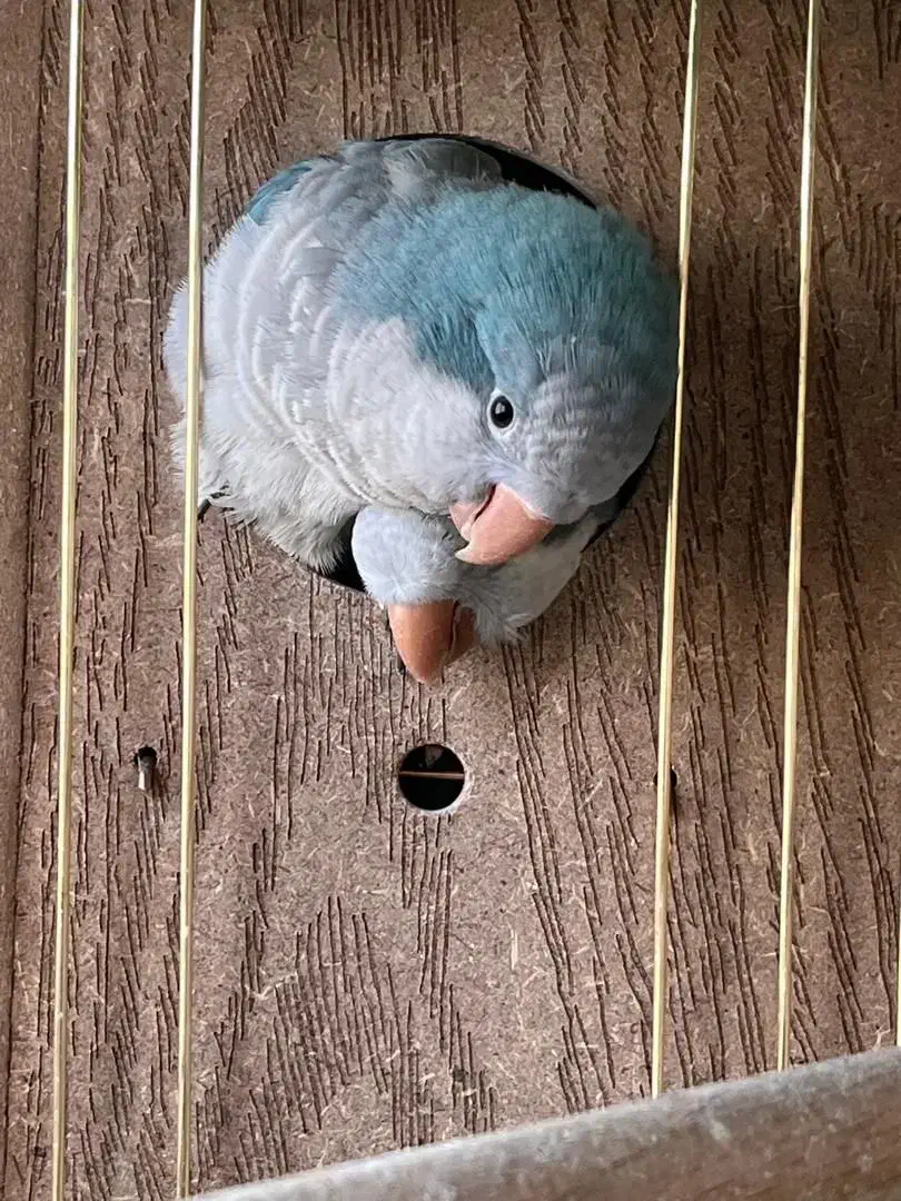 یک جفت راهب آبی اوپلاین مولد|پرنده|تهران, سازمان برنامه جنوبی|دیوار