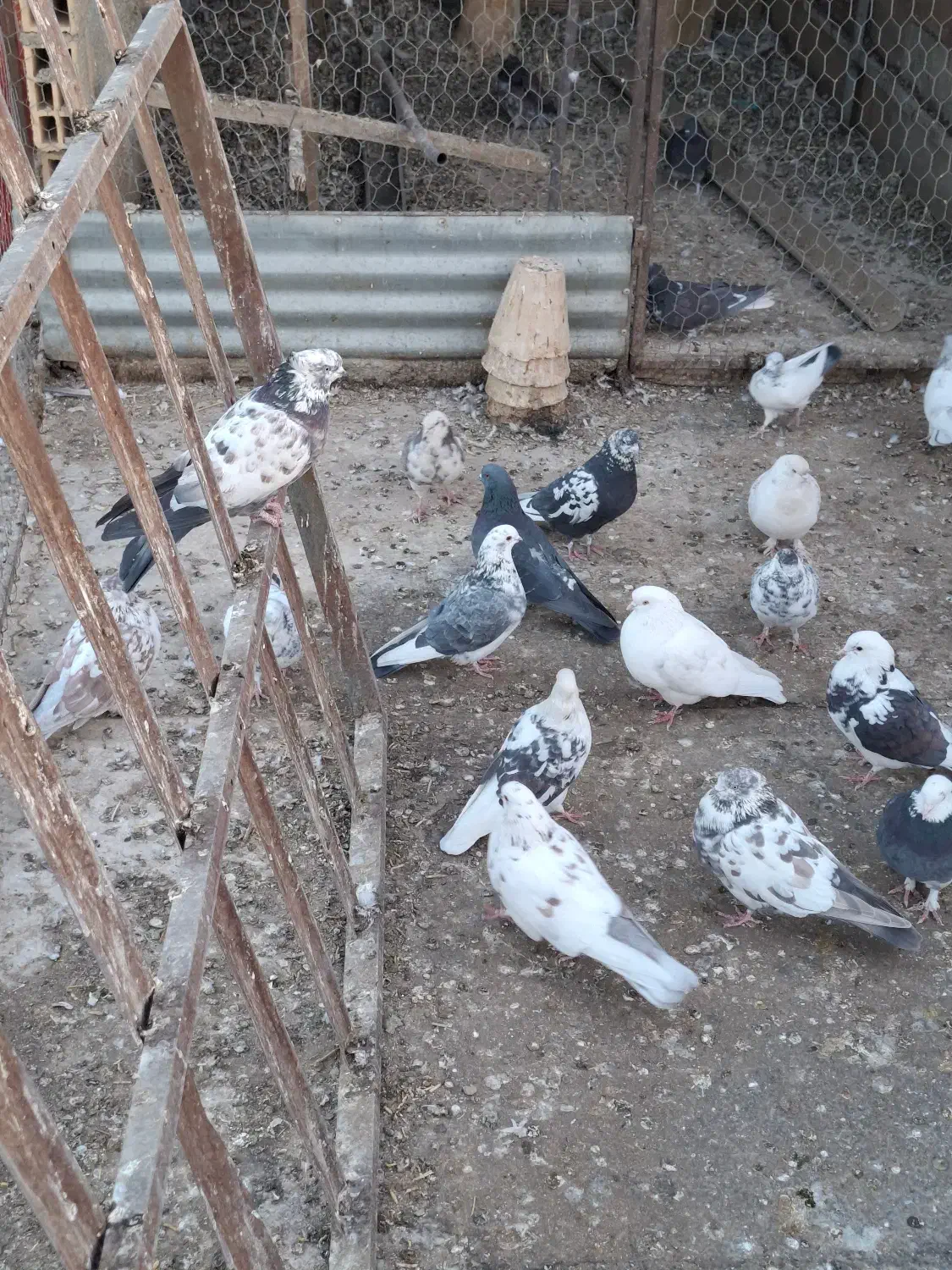 کفتر فروشی|پرنده|داران, |دیوار