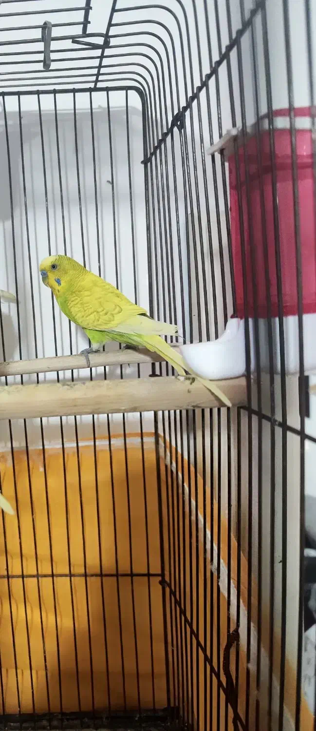 مرغ عشق انگیلیسی نر|پرنده|ساری, |دیوار