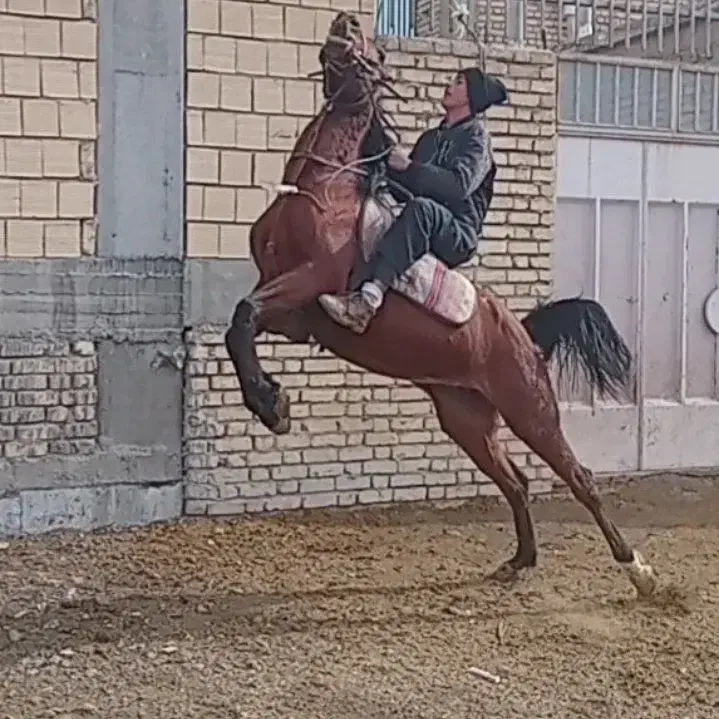 فروش اسب|اسب و تجهیزات اسب‌سواری|شهرکرد, |دیوار