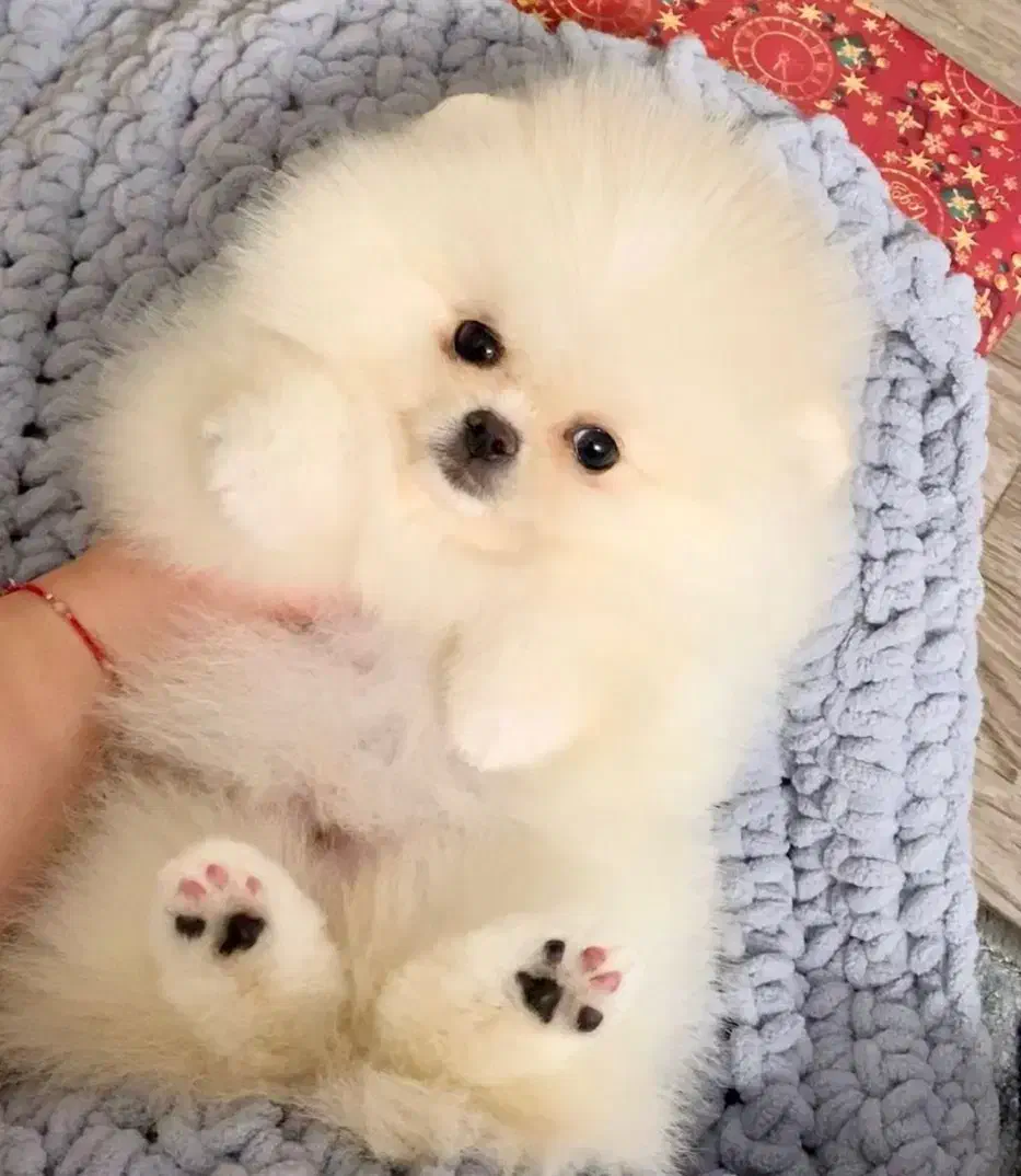 پامرکده سگ پامر خرسی اورجینال.پامرانین عروسکی|سگ|شیراز, فرهنگ شهر|دیوار