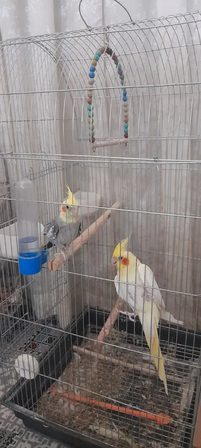 عروس هلندی|پرنده|مشهد, شهرک مهرگان|دیوار