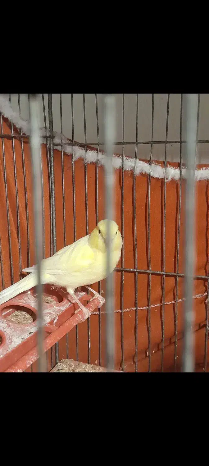 قناری نره وماده|پرنده|تهران, دولاب|دیوار