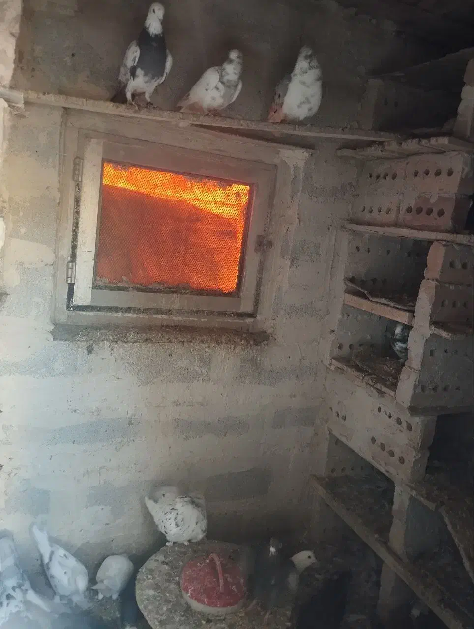 کبوتر خوب پرواز|پرنده|سیه رود, |دیوار