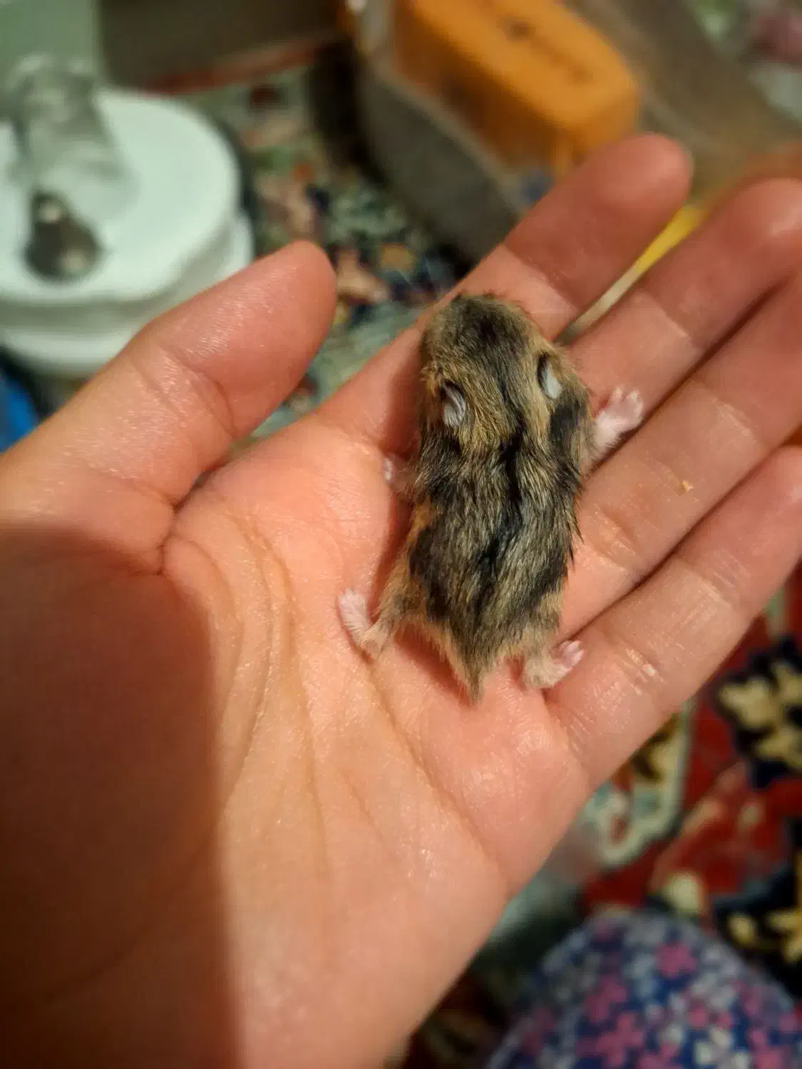 همستر کمپل و روبروفسکی|موش و خرگوش|ملایر, |دیوار