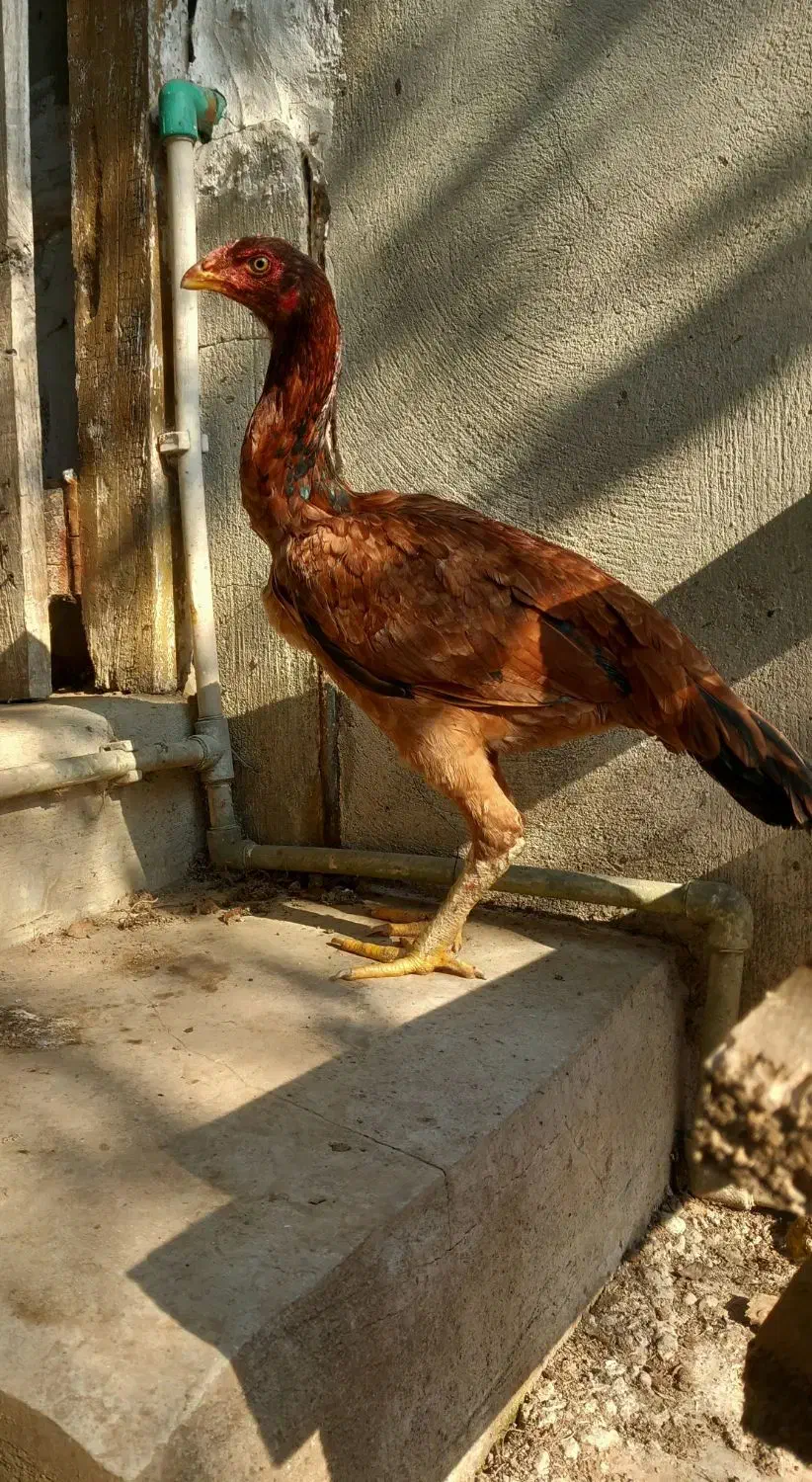 مرغ لاری ۱ عدد خروس مشکی|حیوانات مزرعه|رشت, لاکان|دیوار