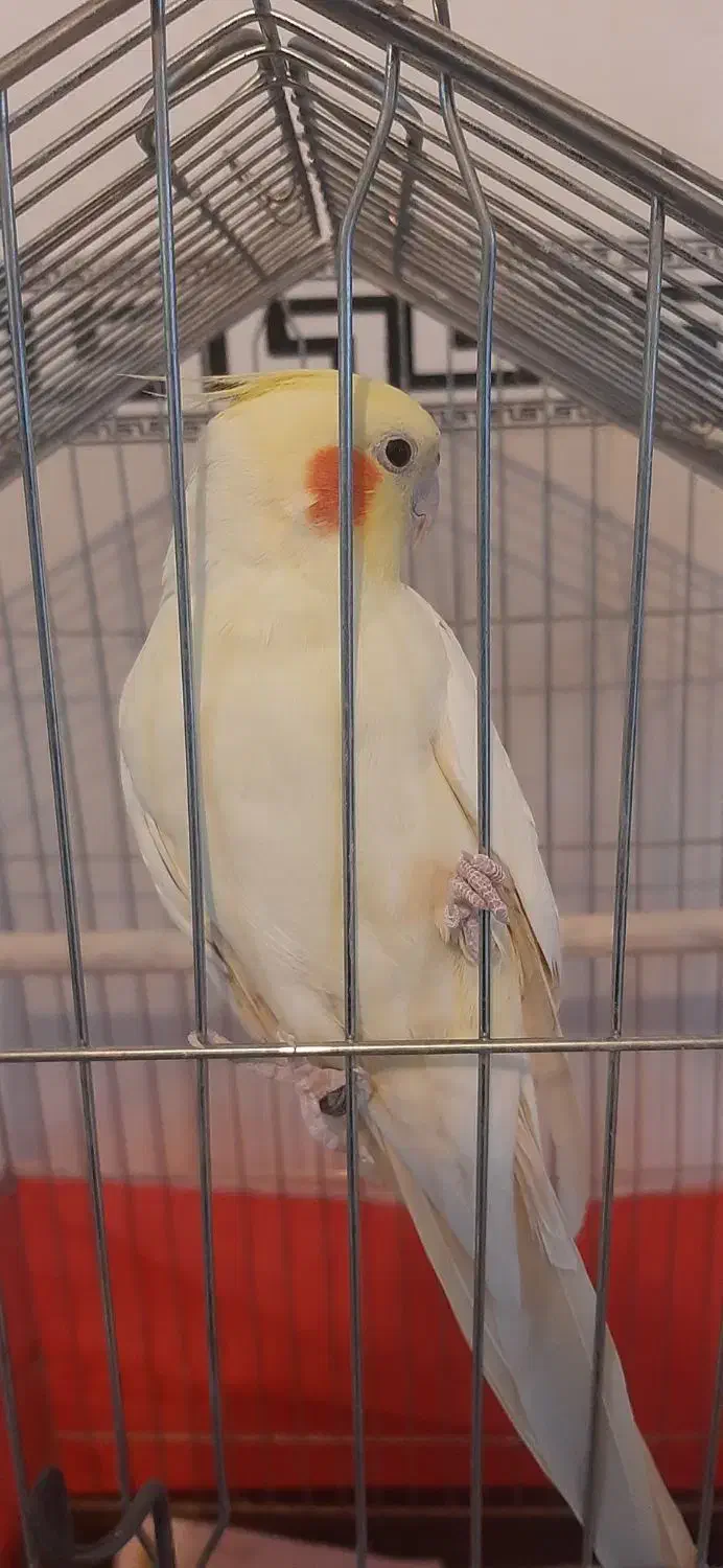 عروس هلندی سالم و سرحال|پرنده|قروه, |دیوار