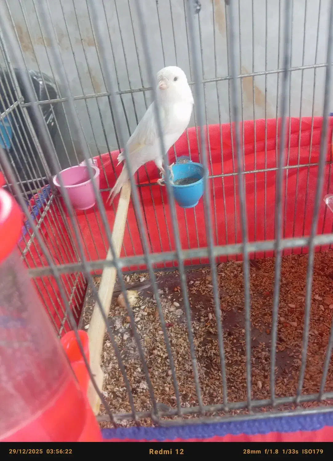 نرسفید|پرنده|نهاوند, |دیوار