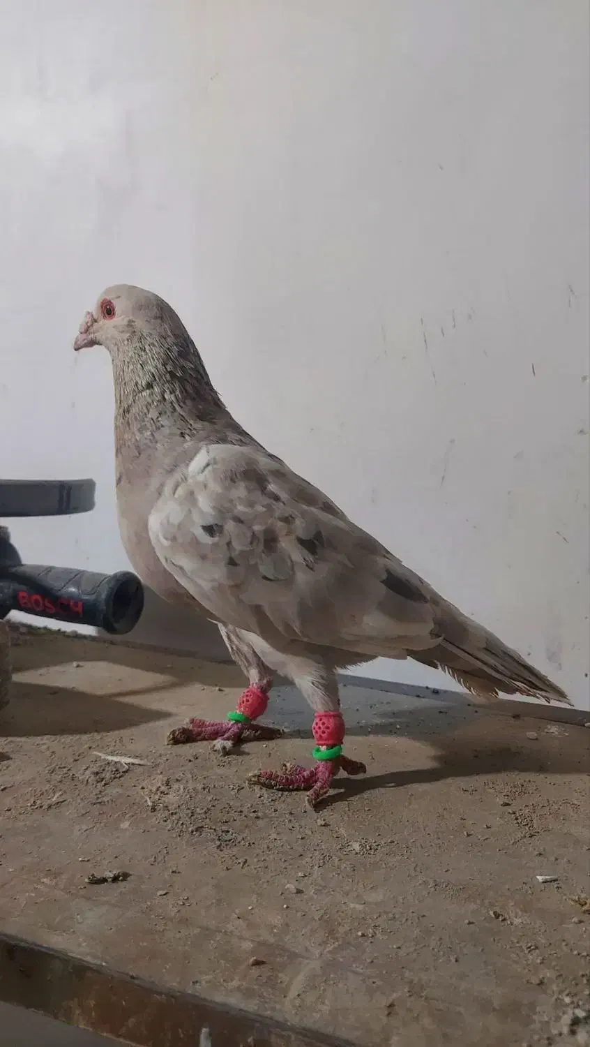 سار و رنگه|پرنده|بجنورد, |دیوار