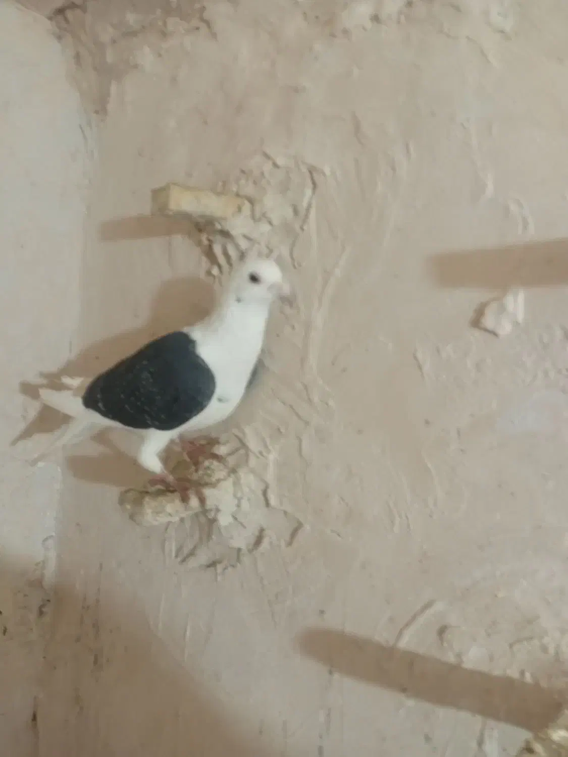 کفتر|پرنده|نیشابور, دربقاضی|دیوار