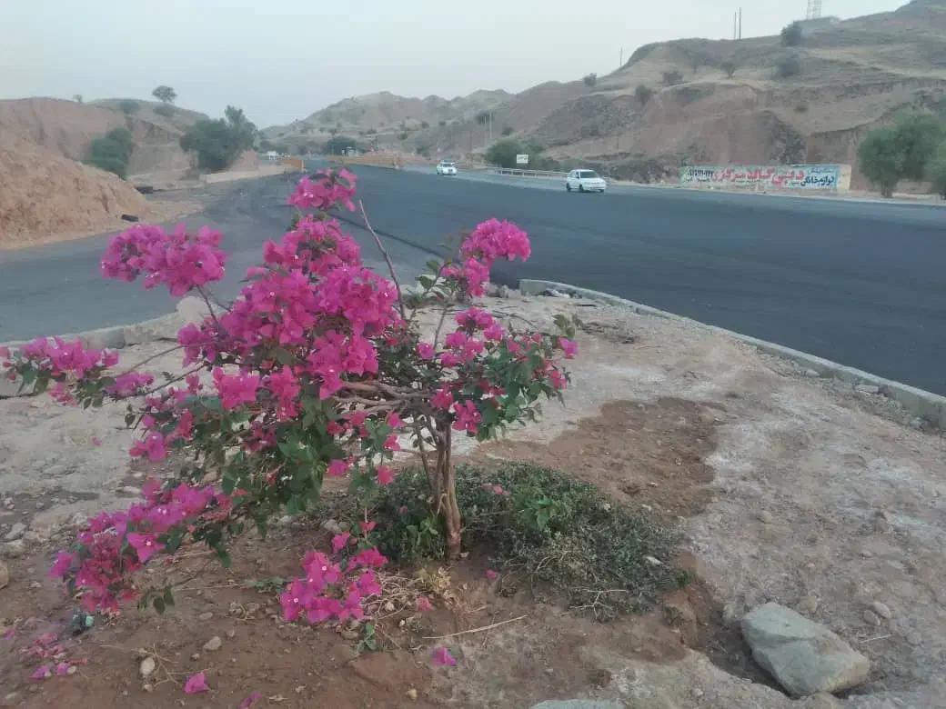 گردشگری|تور و چارتر|مسجد سلیمان, |دیوار