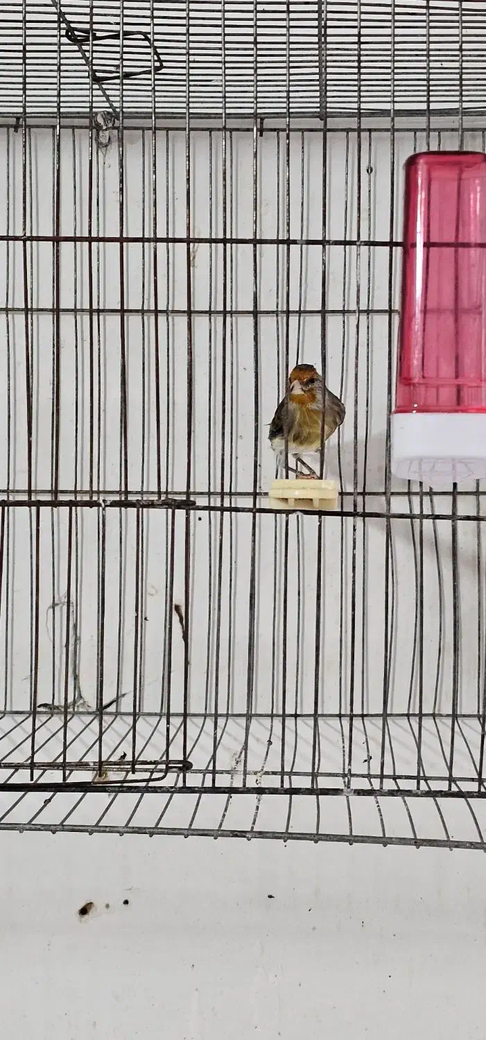 سهره قناری ۵ ماهه زیر دهن فتاح بوده|پرنده|بیجار, |دیوار