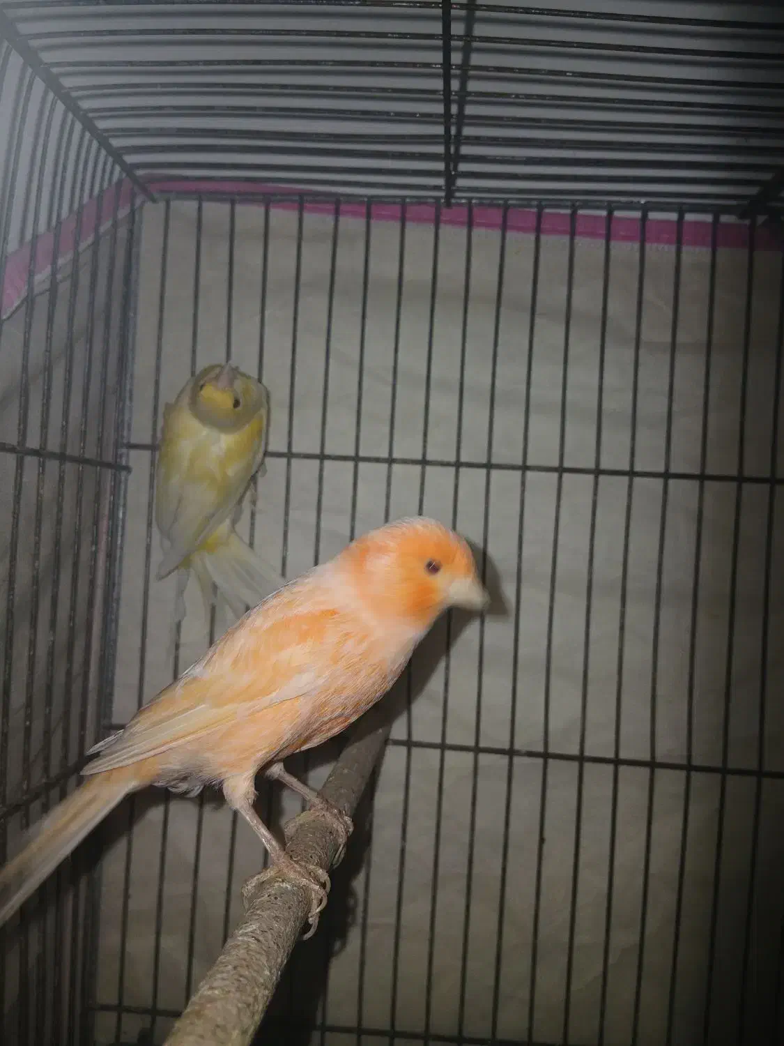 جفت قناری لاکی|پرنده|شیراز, کوشک میدان|دیوار