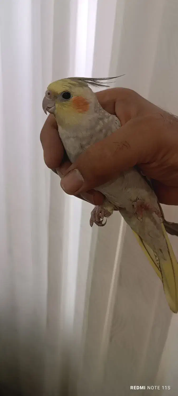 عروس هلندی|پرنده|مشکین‌دشت, |دیوار