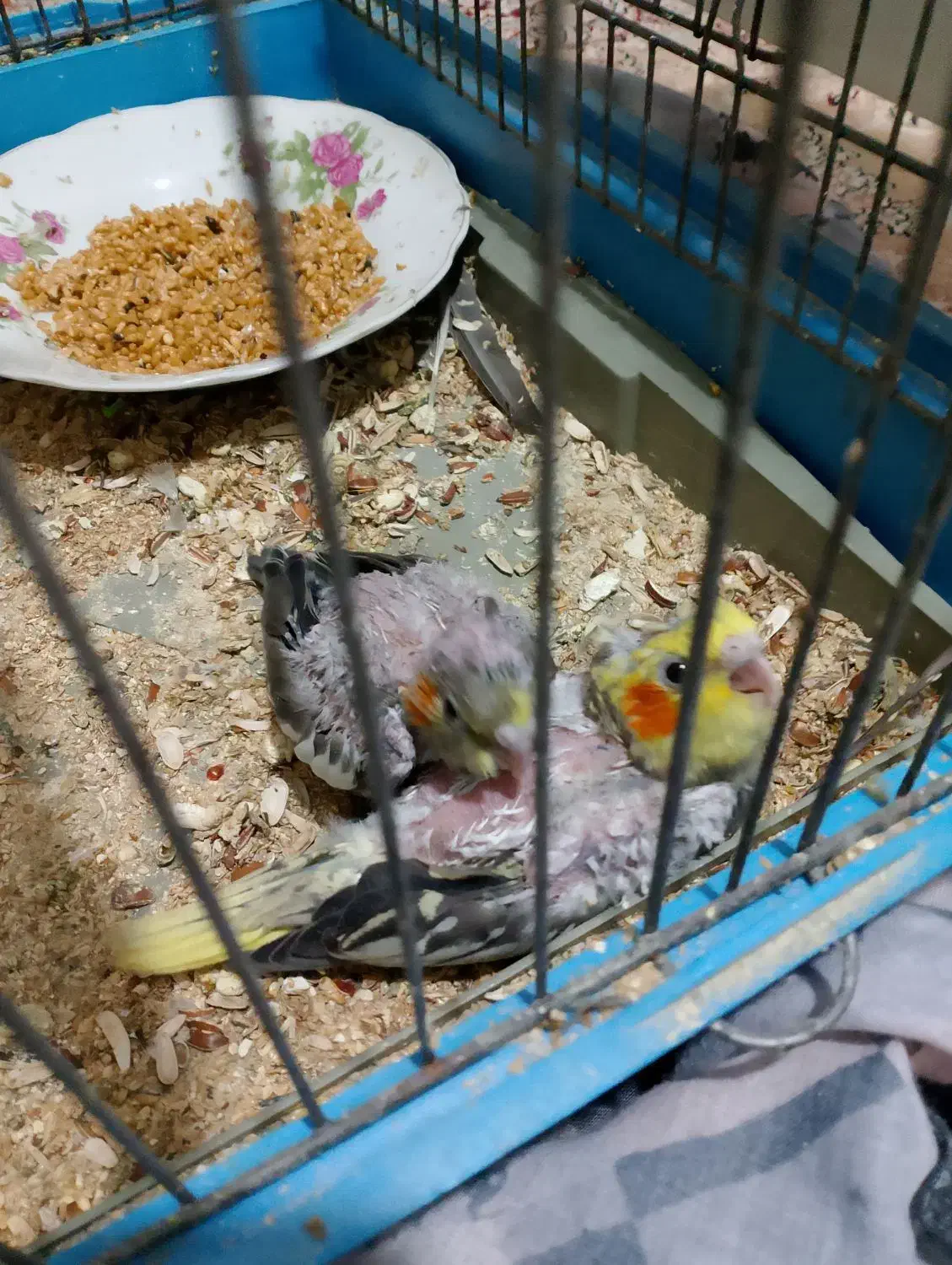 عروس هلندی واکسن خورده|پرنده|پاکدشت, پاکدشت (مامازند)|دیوار