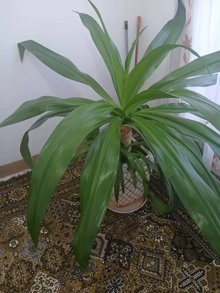 گل ذرتی زیبا|گل و گیاه طبیعی|فسا, |دیوار