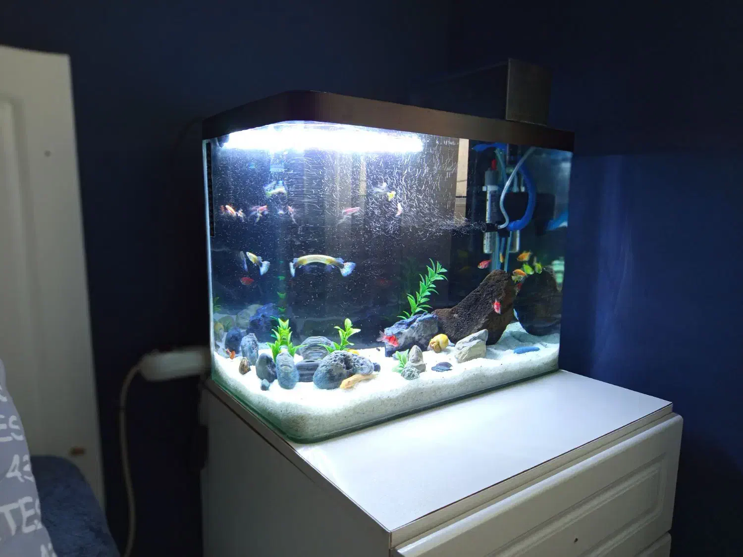 آکواریوم|ماهی|اسلامشهر, شهرک سعیدیه|دیوار