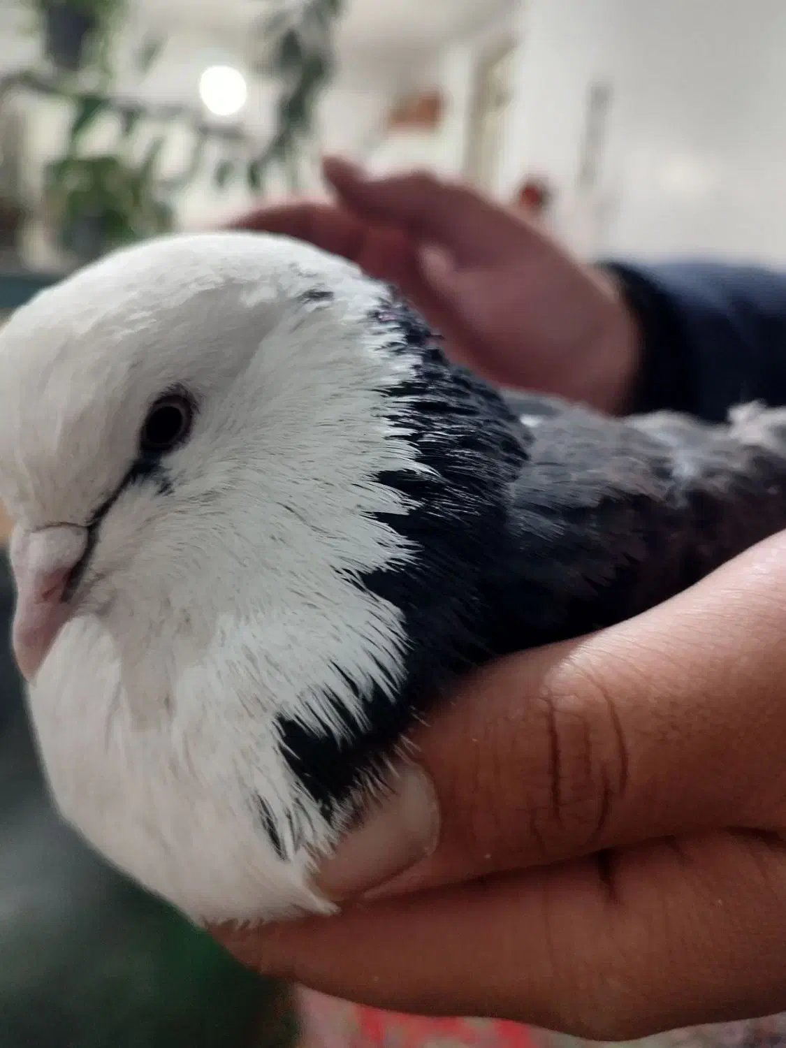 کبوتر|پرنده|بزینه رود, |دیوار