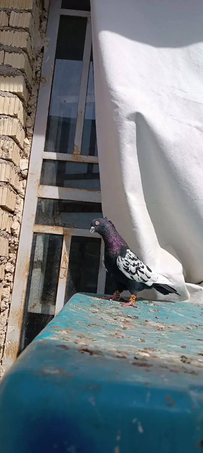 کفتر سینه سیاه|پرنده|داراب, |دیوار