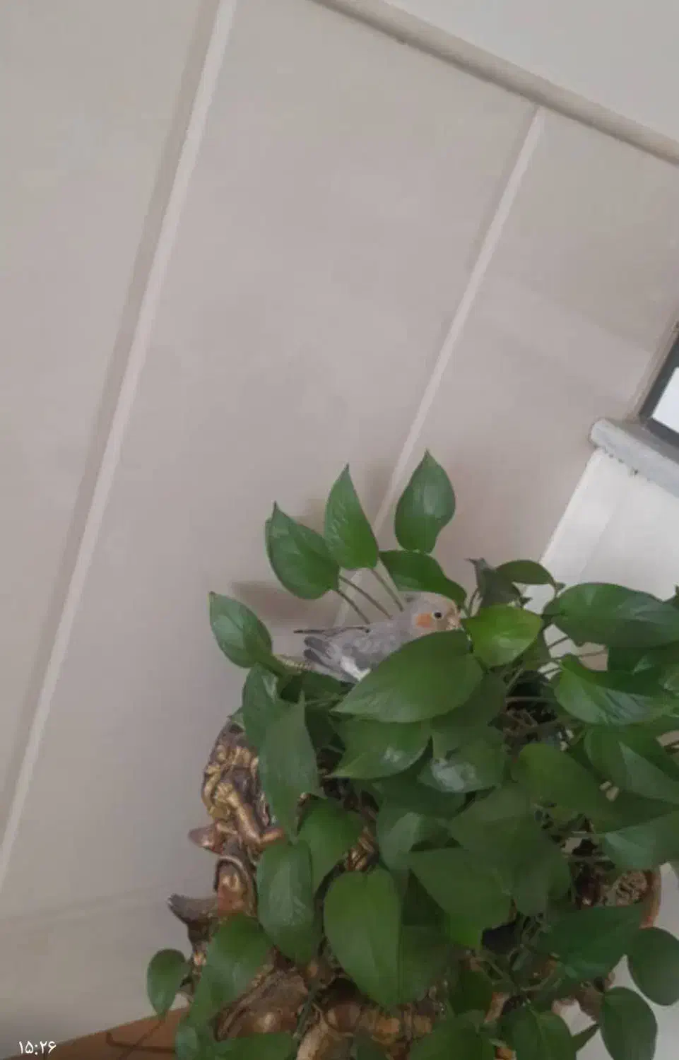 گمشد|پرنده|اردکان, |دیوار