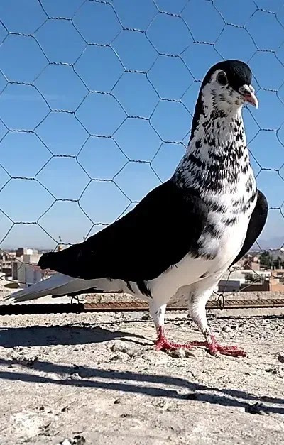 کبوتر اس رنگی و فری|پرنده|گنبد کاووس, |دیوار