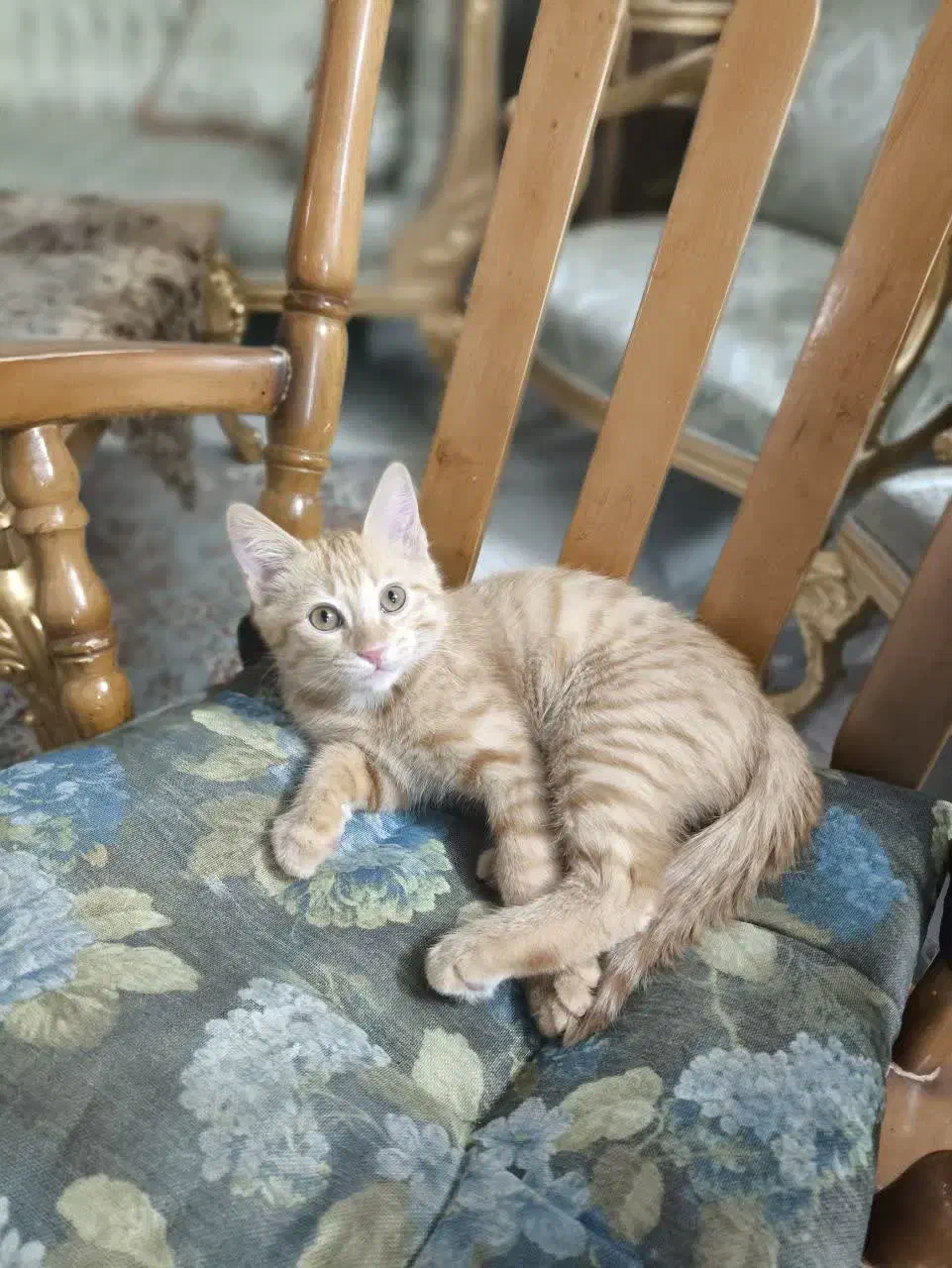 گربه نارنجی|گربه|اصفهان, شاهزید|دیوار