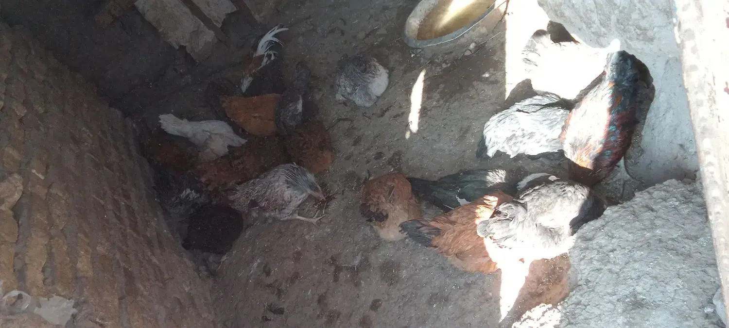 باسلام بیستا مرغ و خروس یکساله تخمی|حیوانات مزرعه|تربتحیدریه, پائین ولایت|دیوار