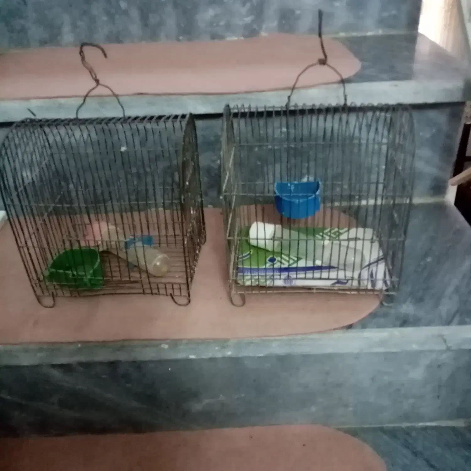 قفس|لوازم جانبی حیوانات|اراک, |دیوار