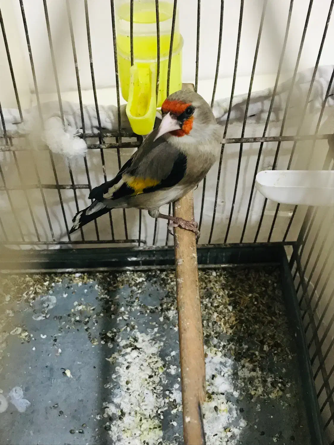 سهره دورگ نر|پرنده|ری, شهید بهشتی|دیوار