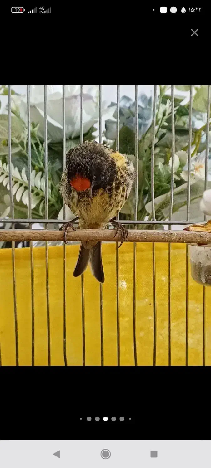 یک عدد گلبسر عطیقه مست به خوان شلاقی|پرنده|شیروان (خراسان), |دیوار