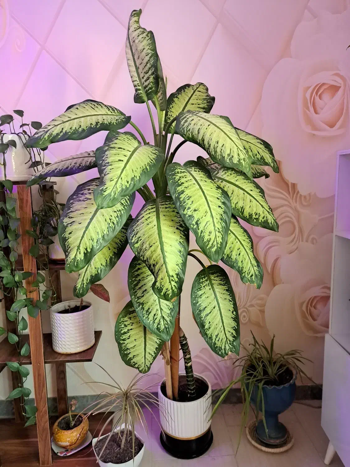 فروش استند به همراه گلدان ها|گل و گیاه طبیعی|دوگنبدان, |دیوار