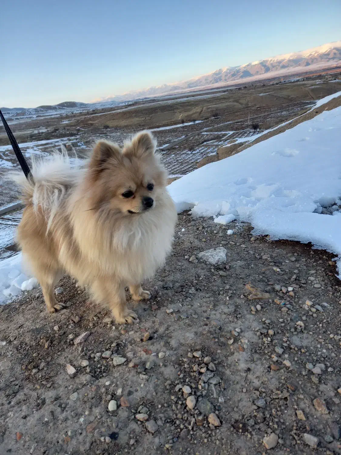 پامرانین|سگ|ابهر, |دیوار