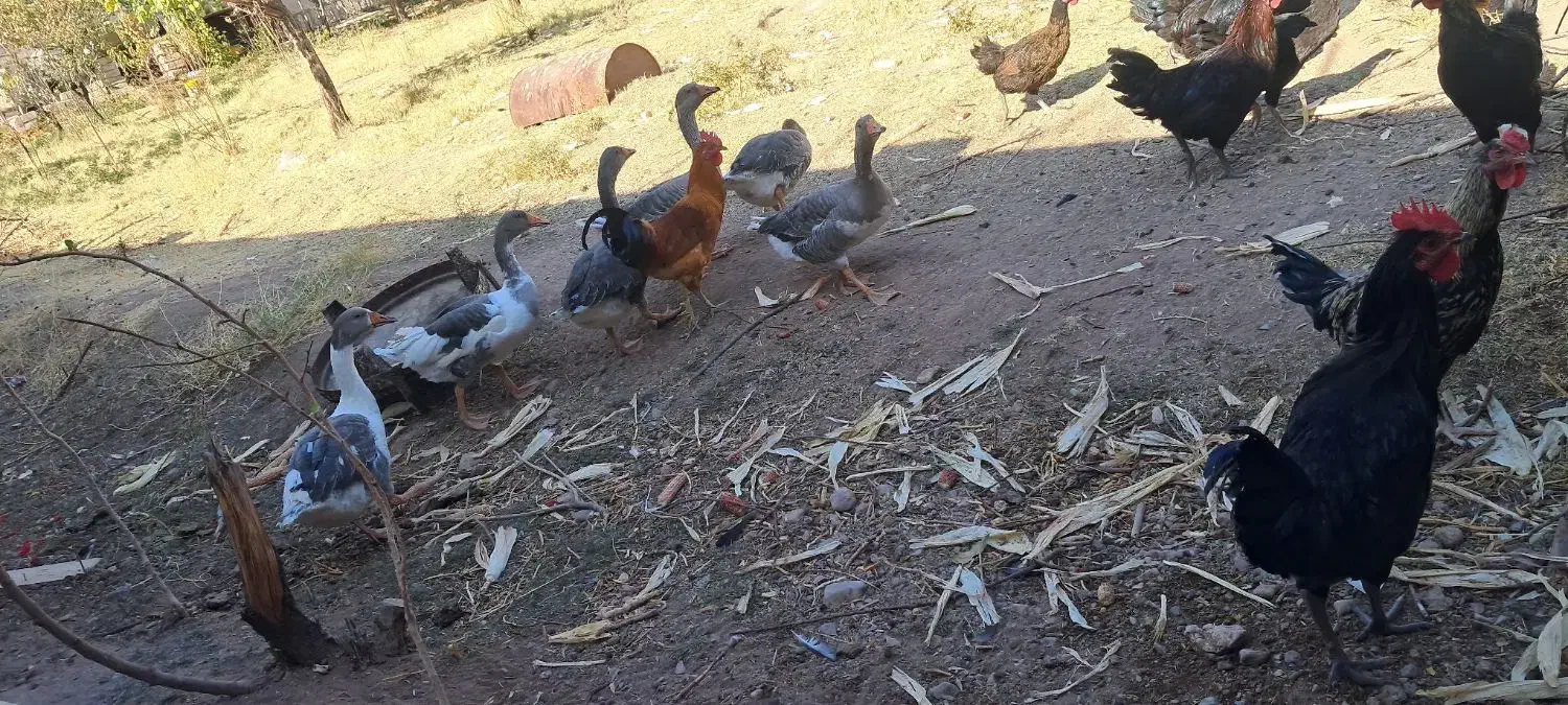 غاز بابلی|حیوانات مزرعه|کرمان, |دیوار