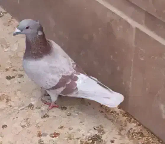 گمشده|پرنده|زهک, |دیوار